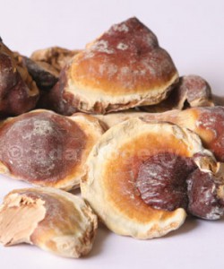 reishi-lakownica-lsniaca